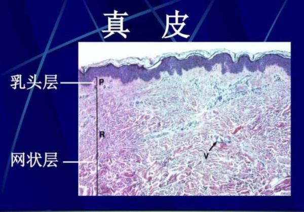 澳门新新甫京